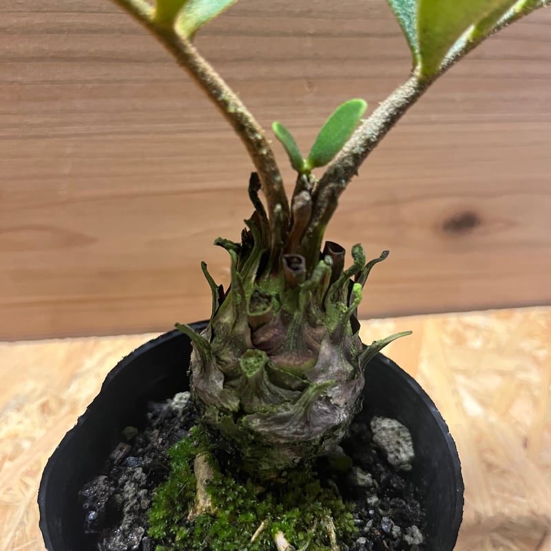 c*n様 ザミアフルフラセア（メキシコソテツ）厳選品　8寸 ザミア・フルフラセア | メキシコ産ソテツ - 観葉植物専門店cocoha