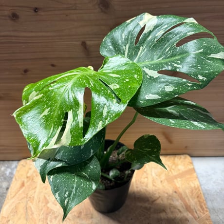 斑入りモンステラ | STORES