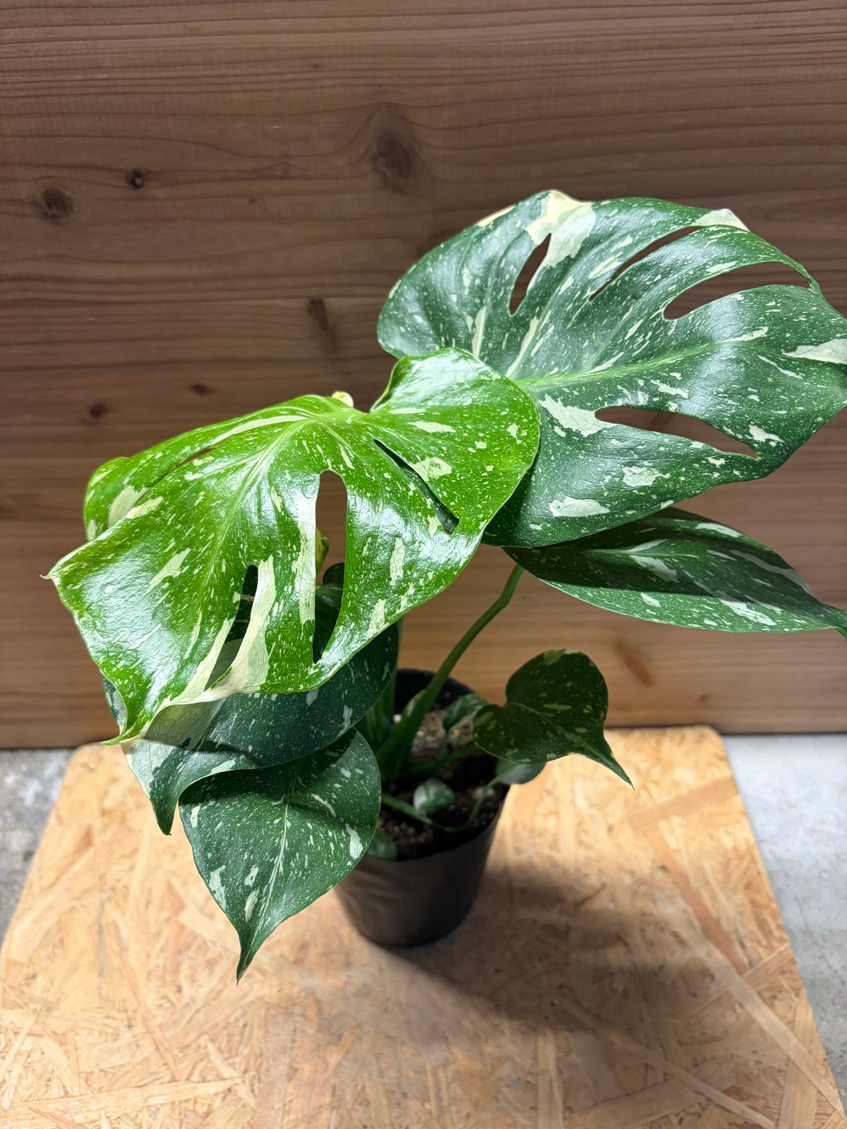 モンステラ デリシオーサ タイコンステレーション | GREEN LUCK