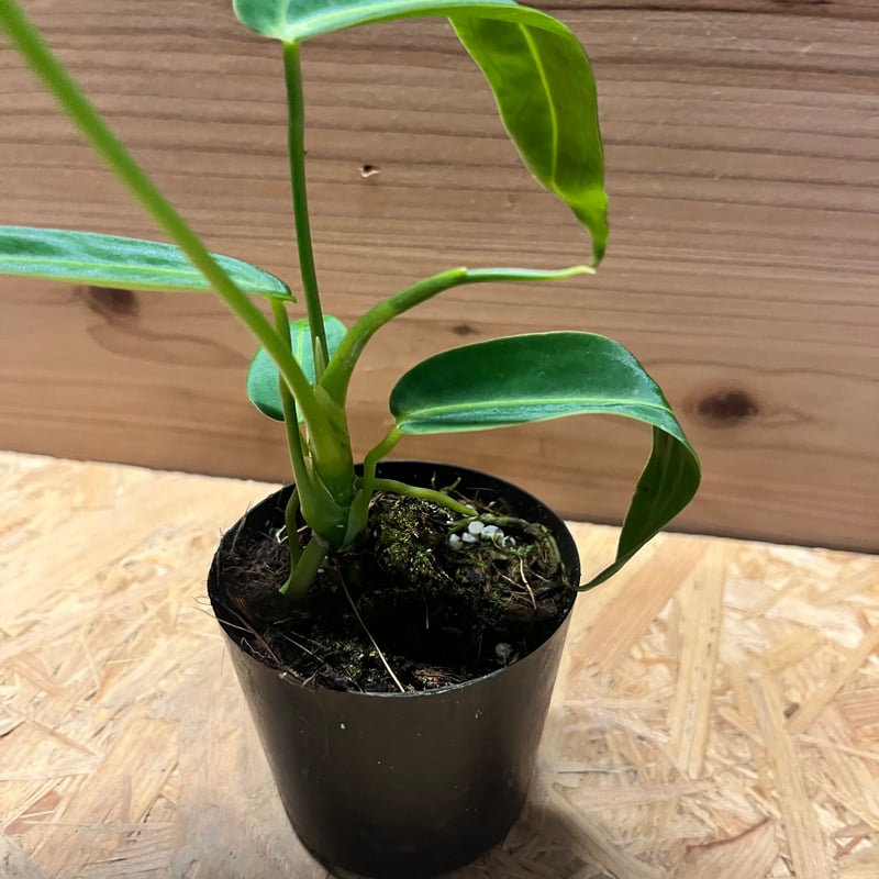 アンスリウム ワロクアーナム 発根済み 観葉植物 鉢ごと発送 楽天市場】[お買い得]※葉傷みありアンスリウム ワロクアーナム