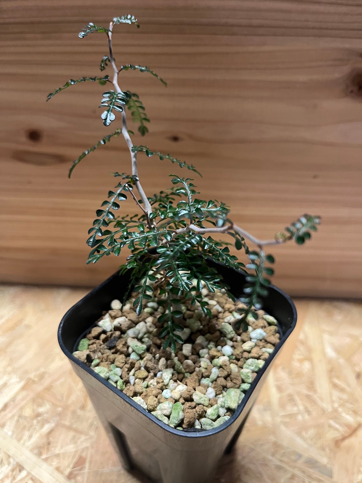 オペルクリカリア パキプス 実生 | GREEN LUCK