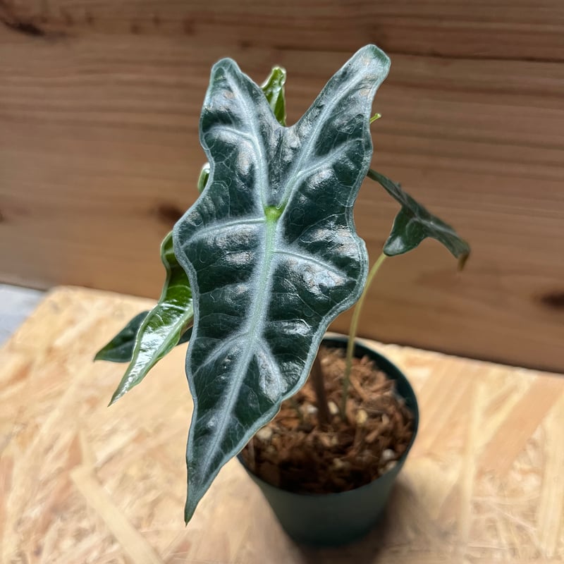 アロカシア サンデリアナ ノビリス | GREEN LUCK