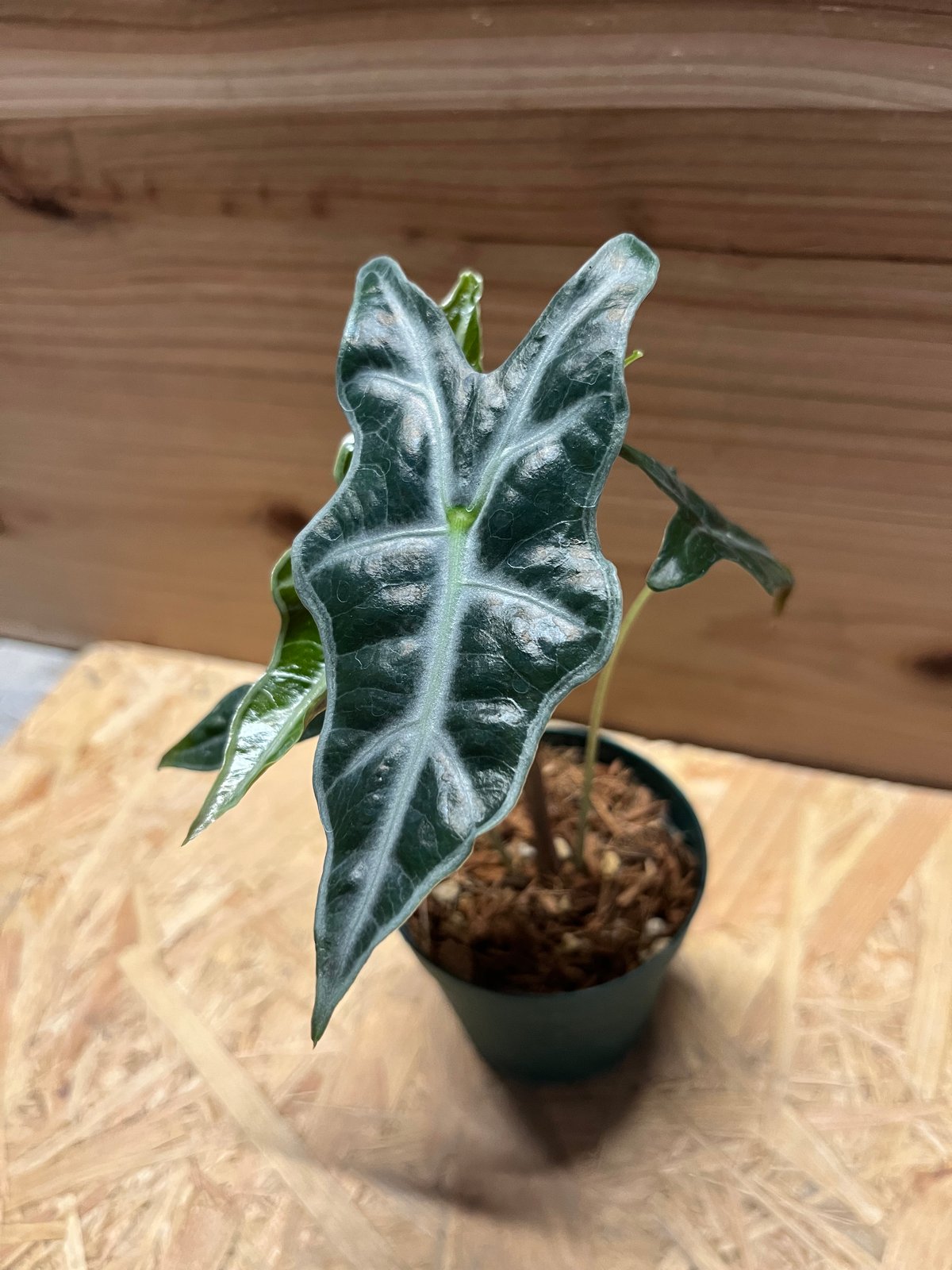 アロカシア サンデリアナ ノビリス | GREEN LUCK