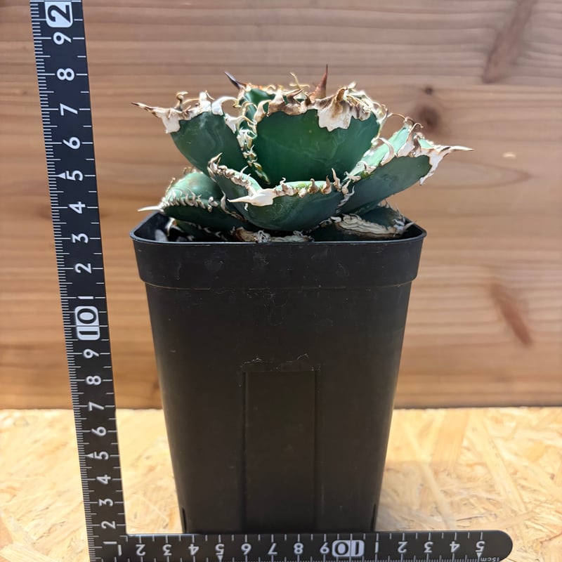 アガベ チタノタ '金剛 King Kong' | GREEN LUCK