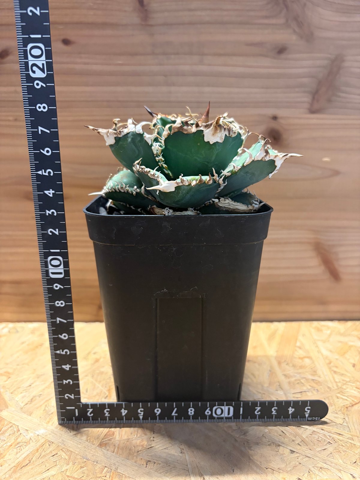 アガベ チタノタ '金剛 King Kong' | GREEN LUCK