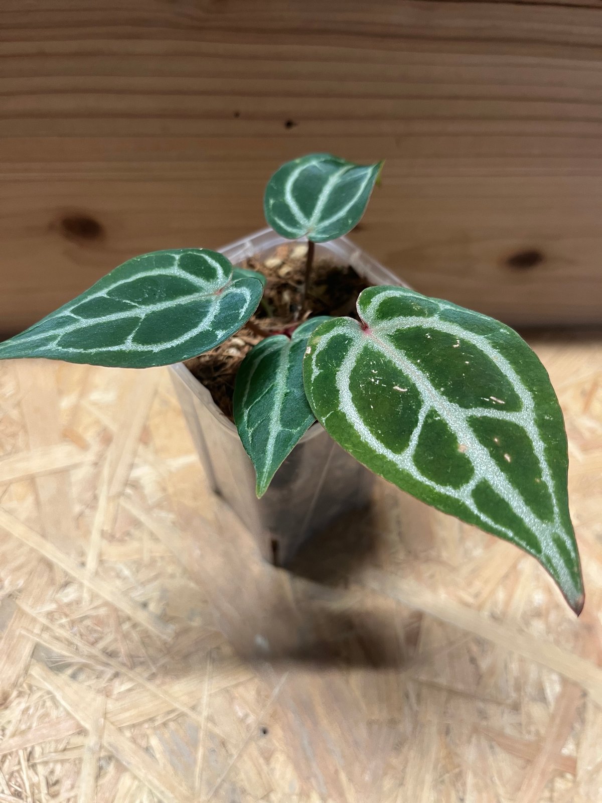 アンスリウム ミシェル×ザラ F3 | GREEN LUCK