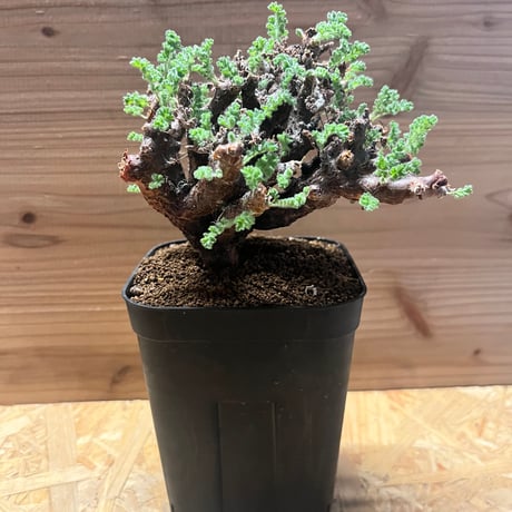 ペラルゴニウム アルテルナンス | GREEN LUCK