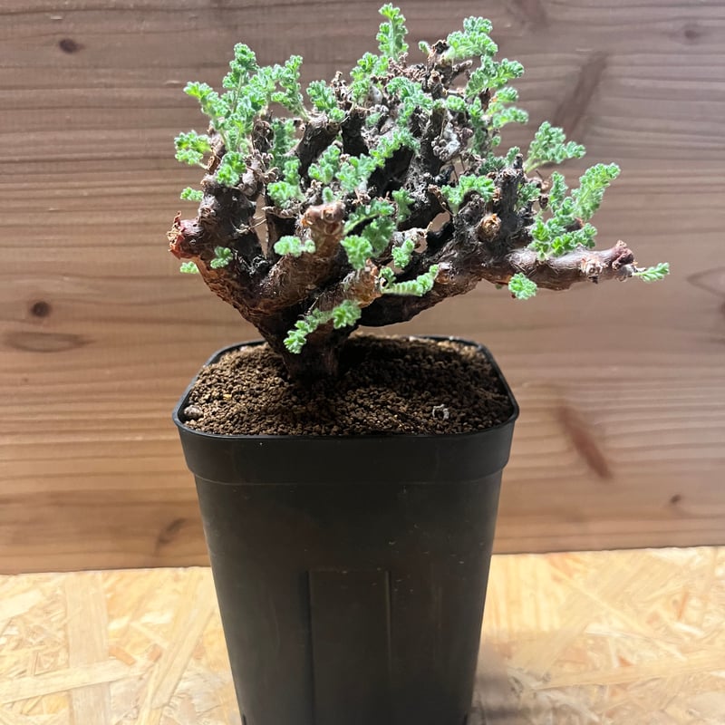 ペラルゴニウム アルテルナンス | GREEN LUCK