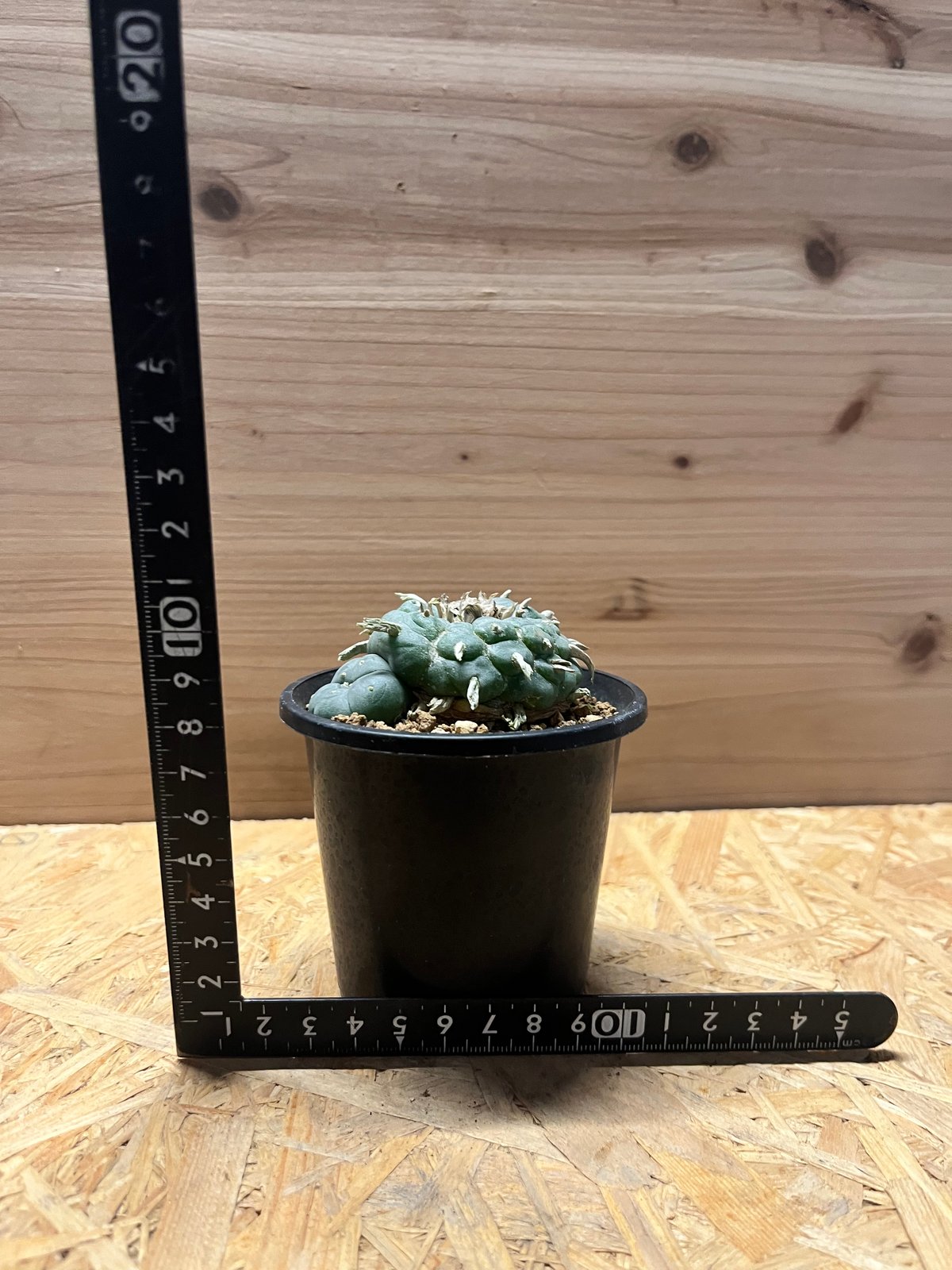 ロホホラ　ペンタゴナ 自根 ロフォフォラ ペンタゴナ | GREEN LUCK