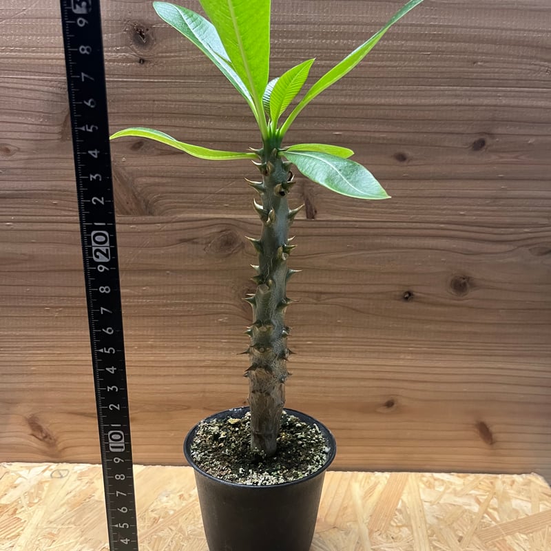 パキポディウム バロニー | GREEN LUCK