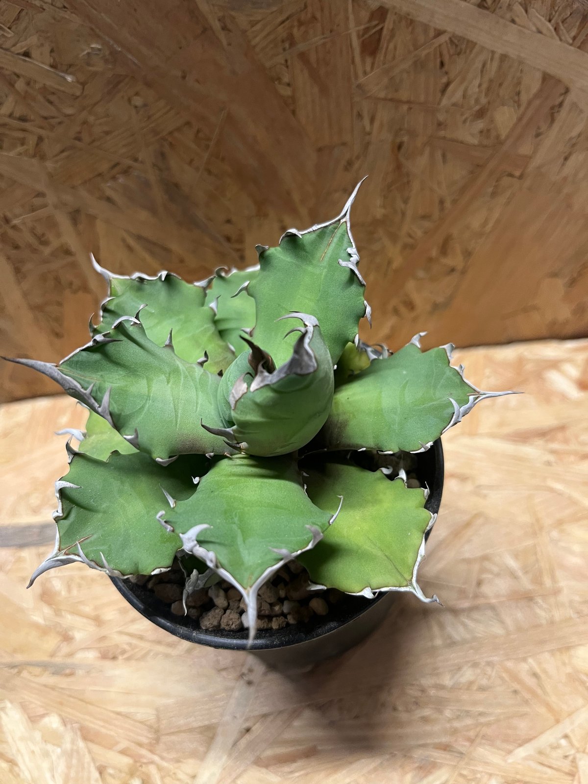 アガベチタノタＮＯ.1 中株【5】 アガベ チタノタ No.1 | GREEN LUCK