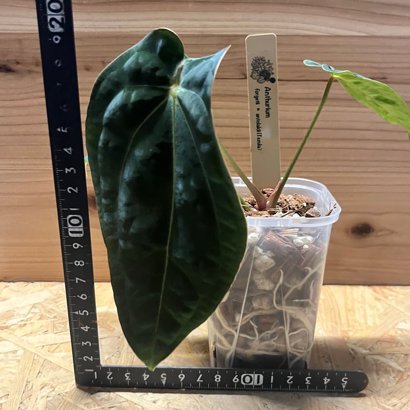 アンスリウム フォルゲッティ×アントラキー（tezula） | GREEN LUCK