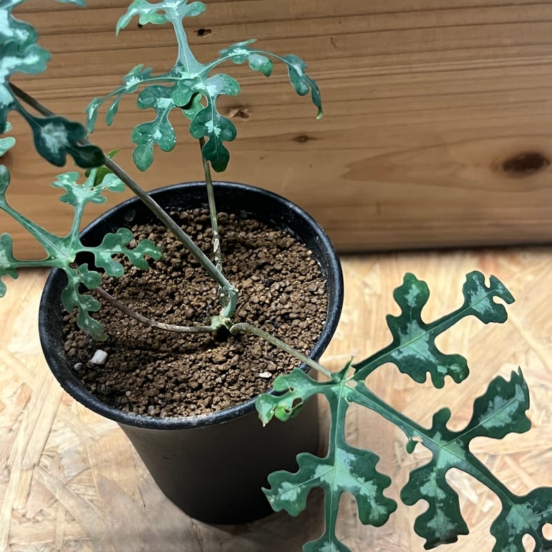 アデニア ペリエリ | GREEN LUCK