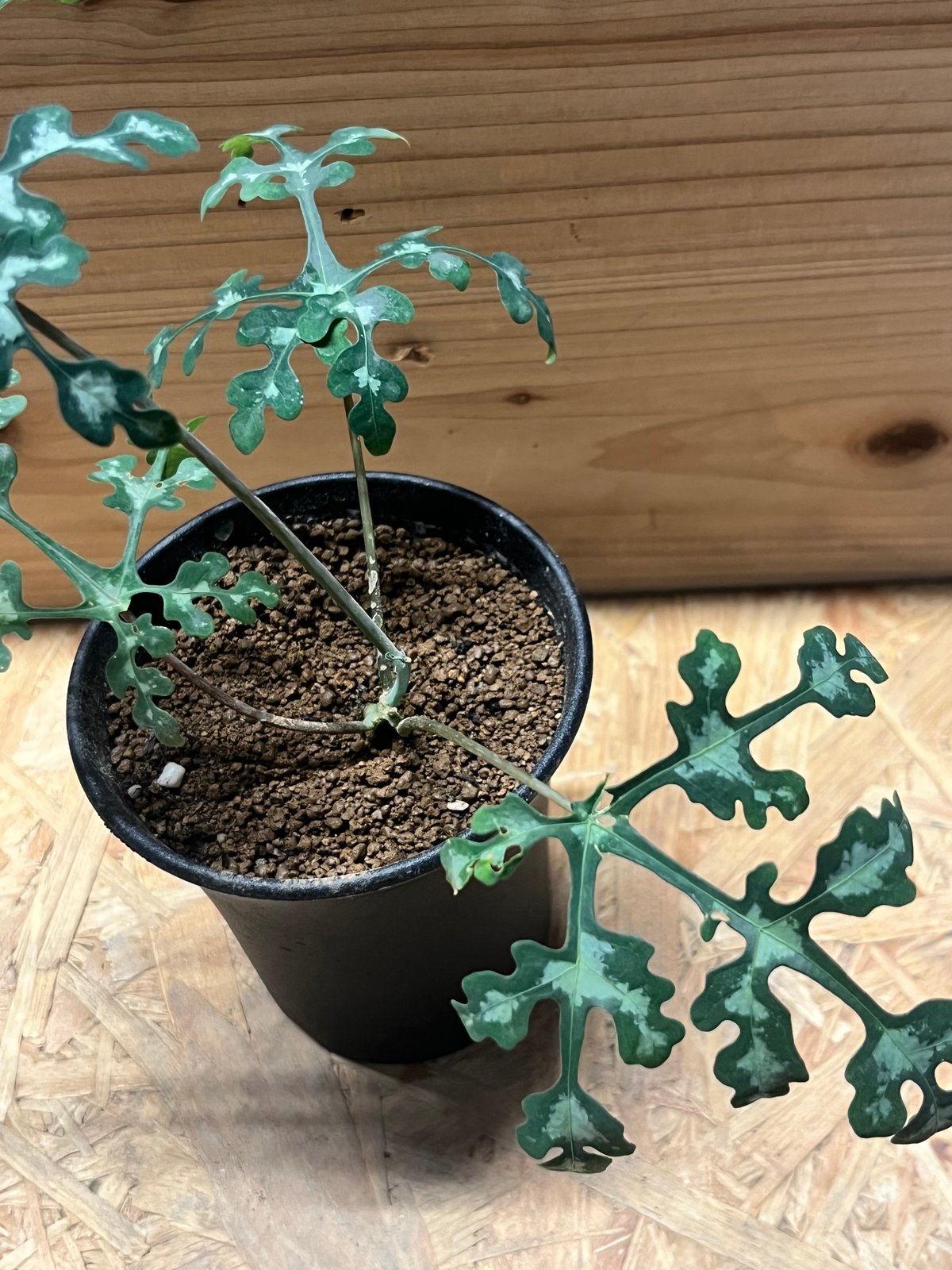 アデニア ペリエリ アデニア ペリエリ | GREEN LUCK