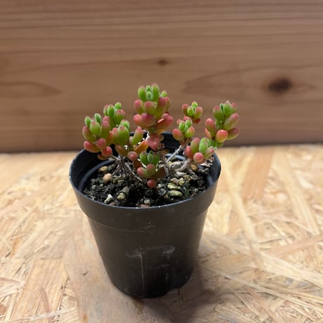 ドロサンテマム　エブレネウム　レッドダイヤモンド