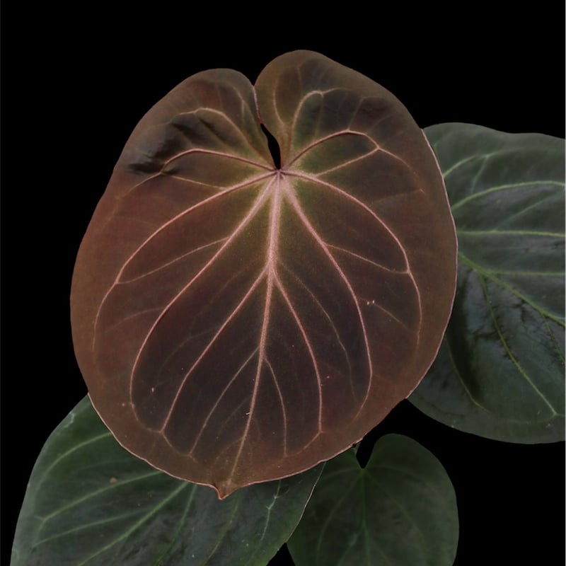 アンスリウム　キングオブスペード アンスリウム 'キングオブスペード' | GREEN LUCK