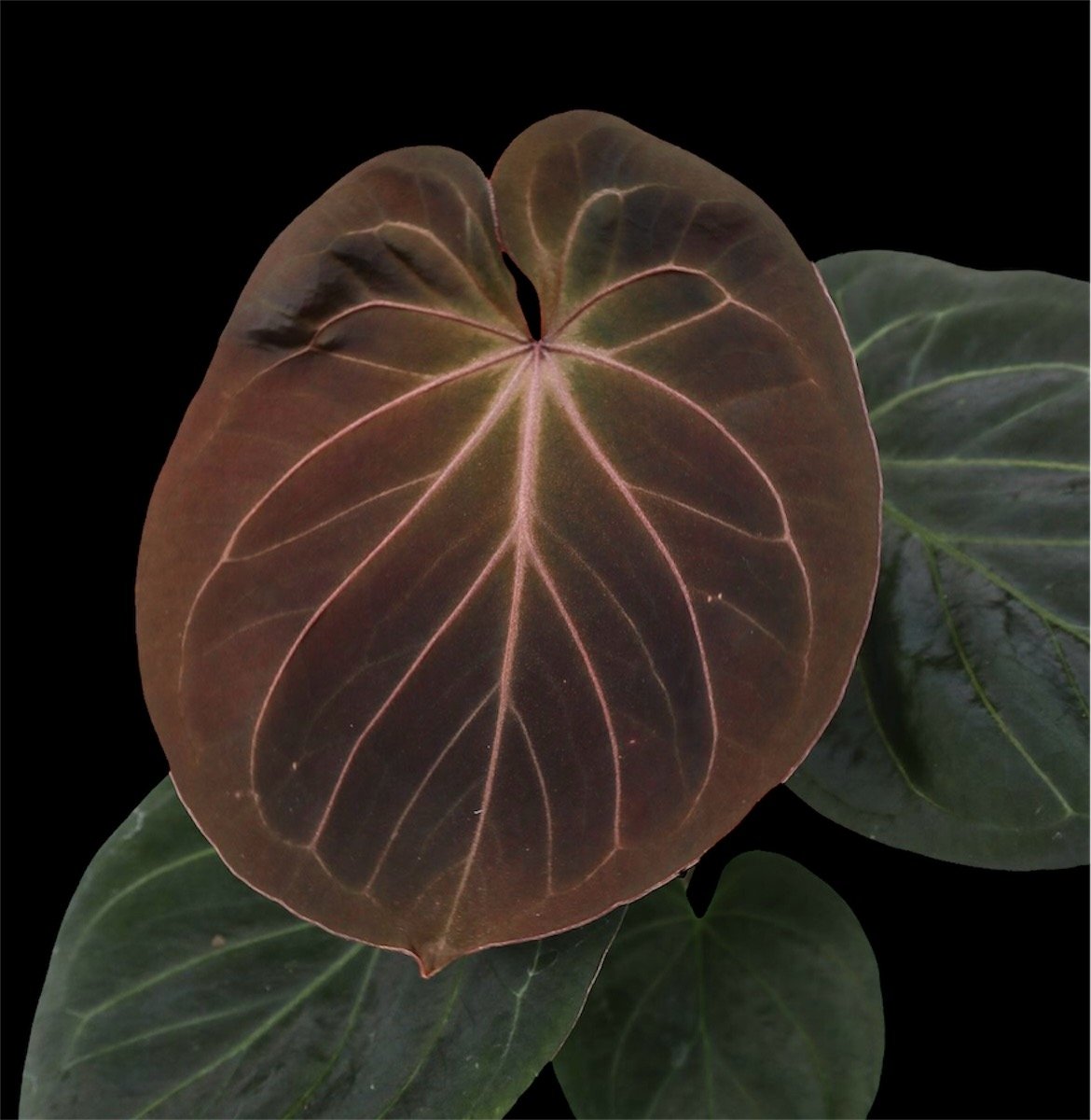 アンスリウム　キングオブスペード 7株set 楽天市場】【現品お届け】アンスリウム キングオブスペード King of