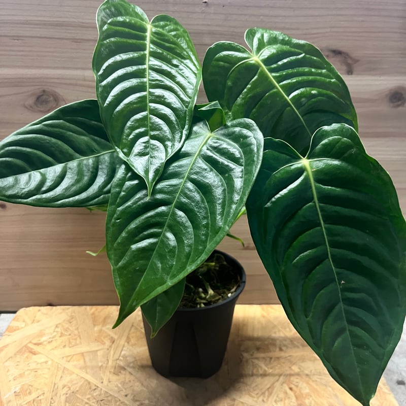 アンスリウム ベイチー | GREEN LUCK