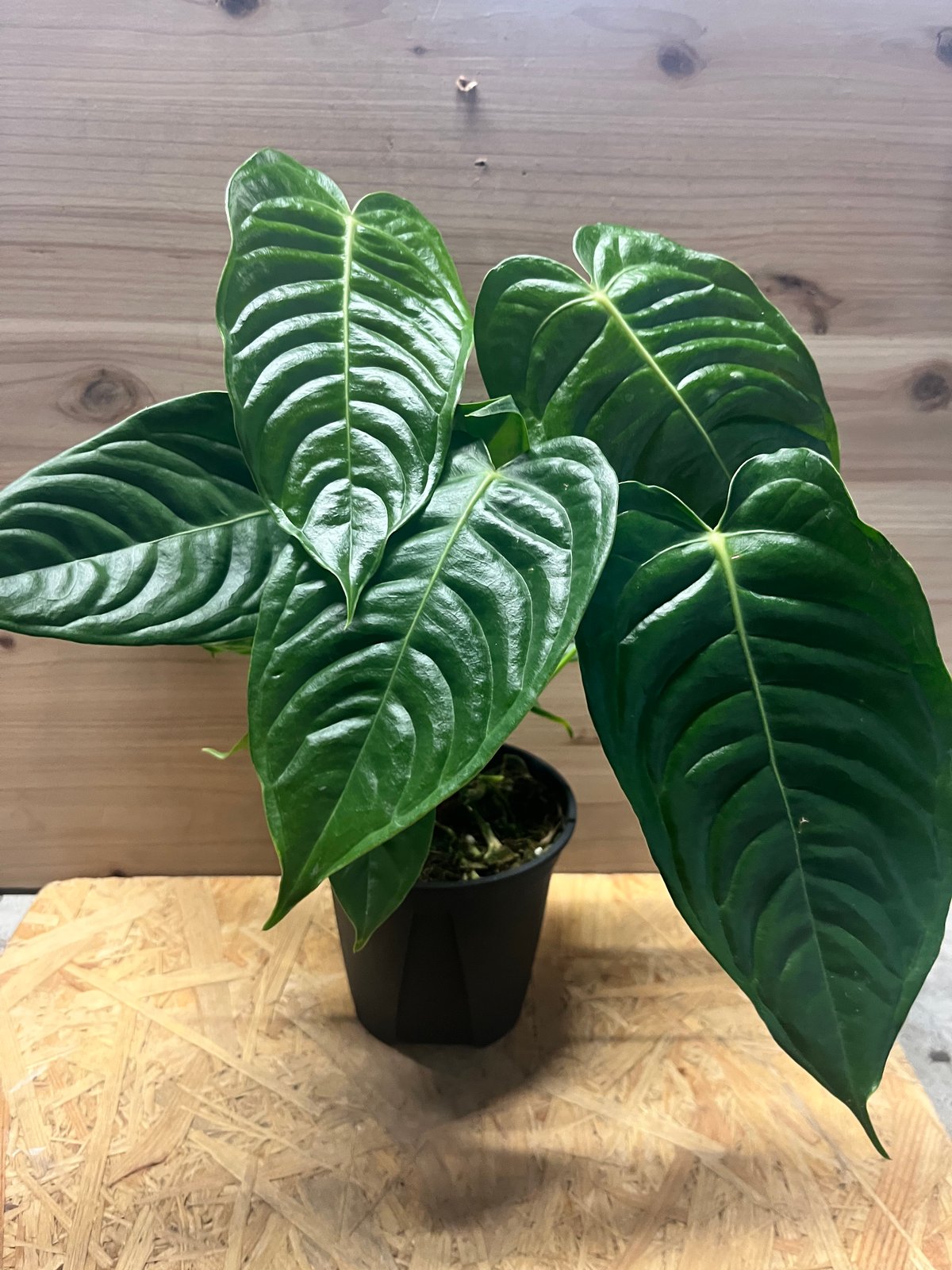 アンスリウム　ベイチー 20250610 Secret Bazaar | _ 『 アンスリウム・ベイチー スーパーナロー