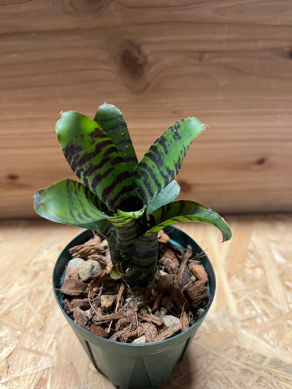 レア Neoregelia 