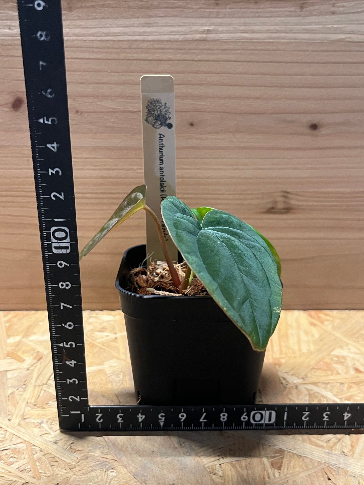 アンスリウム アントラキー （RA7×tezula） | GREEN LUCK