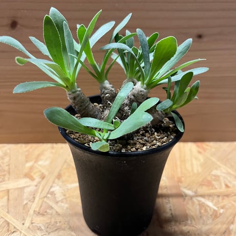 オトンナレトロルサ　現地株　発根済み オトンナレトロルサ 現地株 発根済み オトンナレトロルサ | STORES