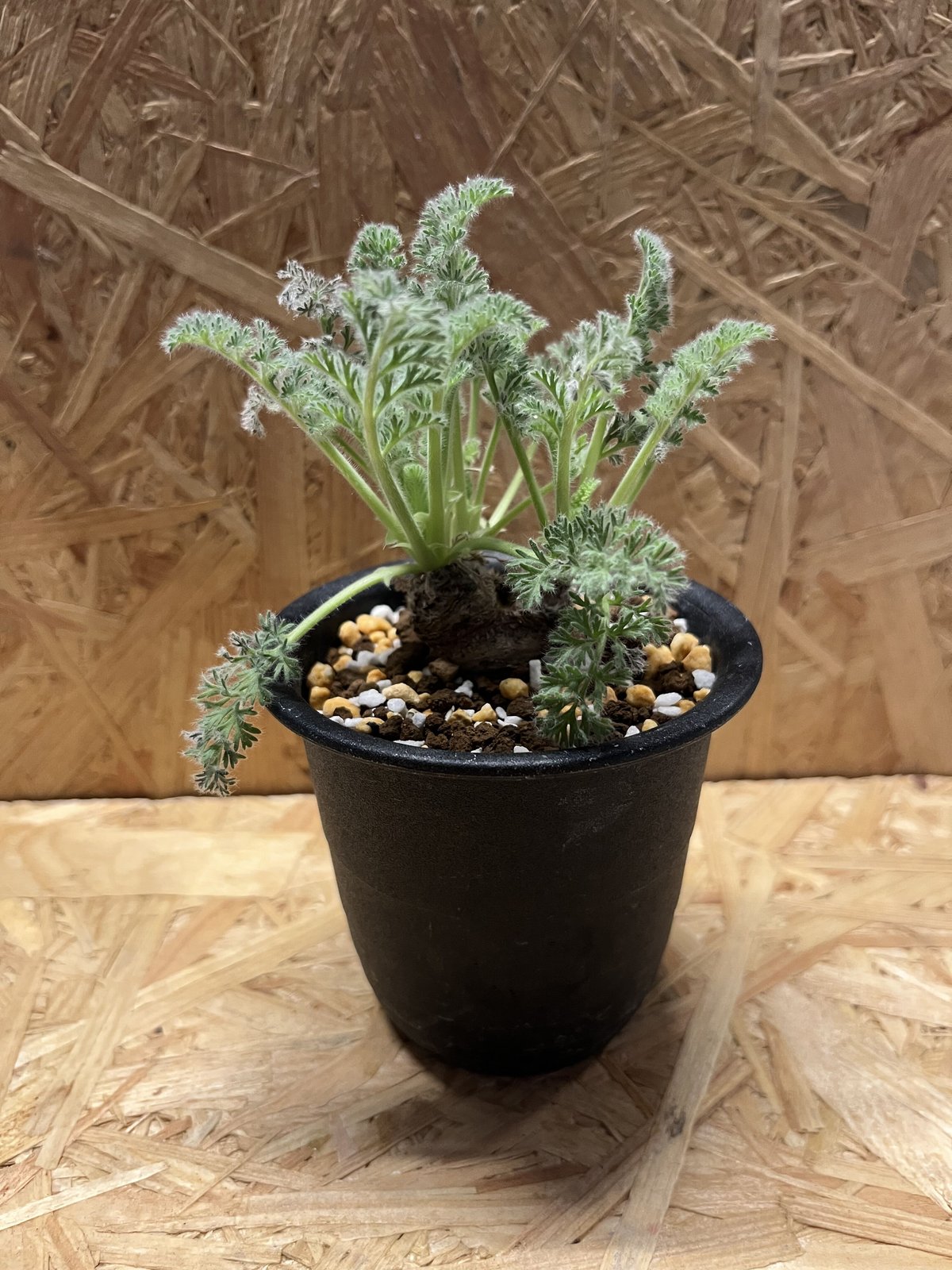 A*i様 目玉商品71002発根済み早い者勝ち！ ベアルート株　ペラルゴニウム 340発根済み1年経過株 早い者勝ち！ ベアルート株 ペラルゴニウム ミラビレ