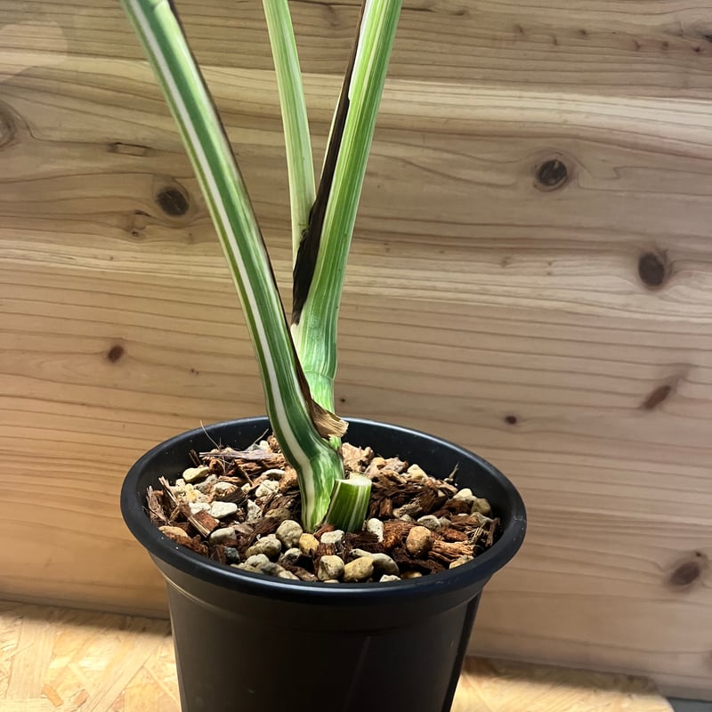 モンステラデリシオーサ　ボルシギアナ ホワイトミント（フルミント）むっちゃ綺麗 モンステラデリシオーサ ボルシギアナ ホワイトミント