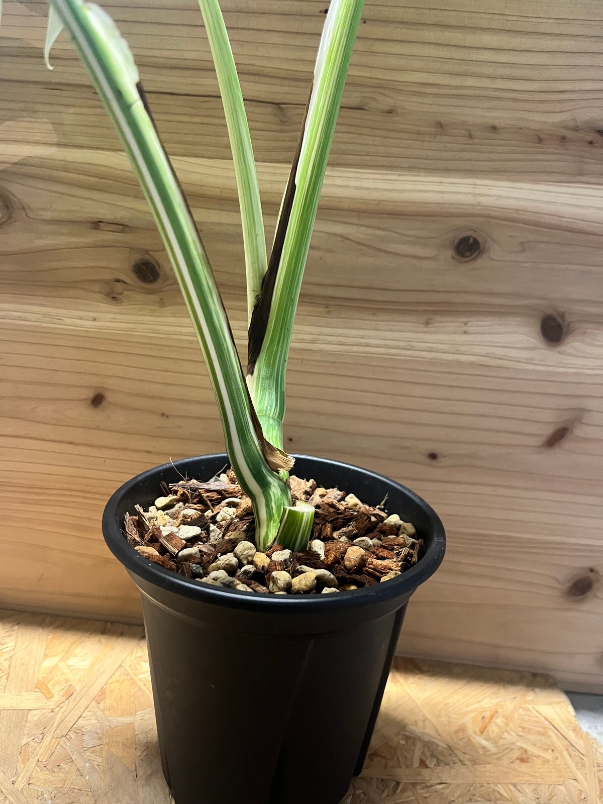 モンステラ ホワイトフェアリー （デリシオーサ×ボルシギアナ