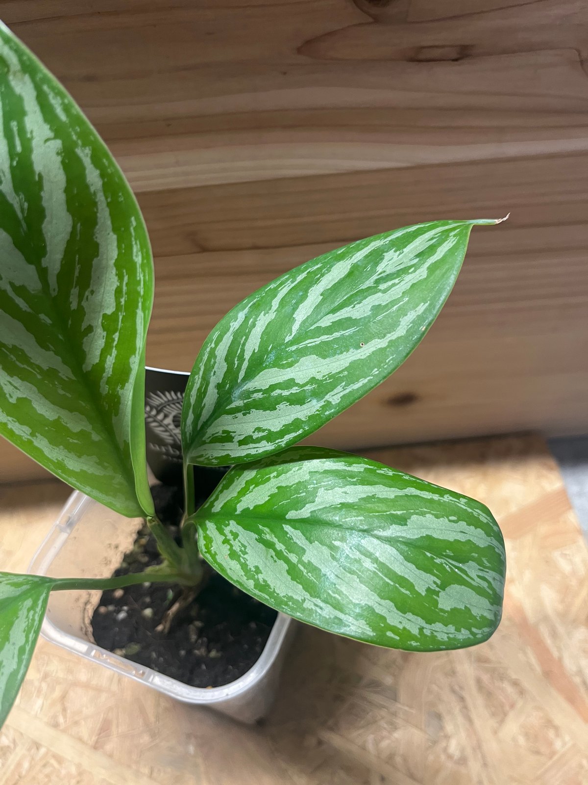 アグラオネマ ニティドゥム カーティシー | GREEN LUCK