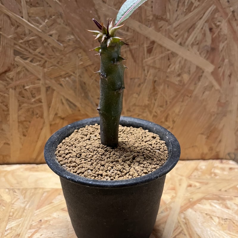 パキポディウムバロニー 塊根植物 VALIEM鉢付き パキポディウムバ