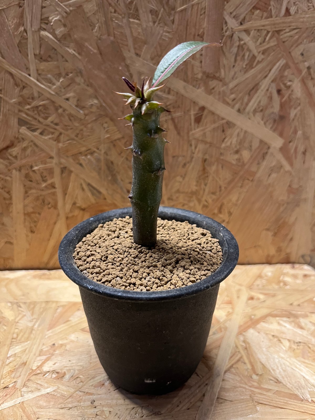 超希少 パキポディウム バロニー ダブルヘッド ツーヘッド 分頭 発根済 パキポディウム バロニー | GREEN LUCK