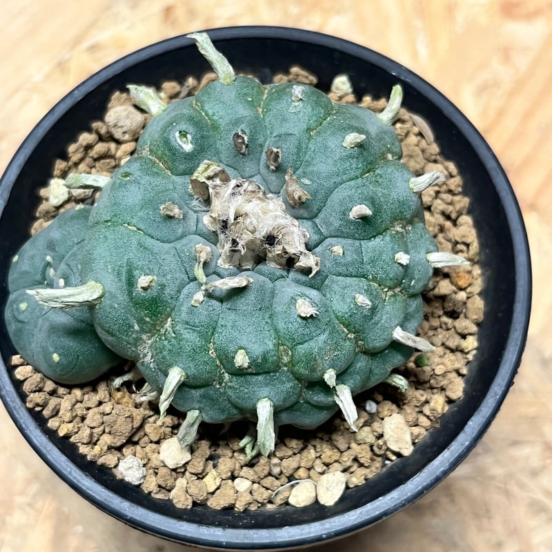 ベラドンナ ロフォフォラ ペンタゴナ | GREEN LUCK