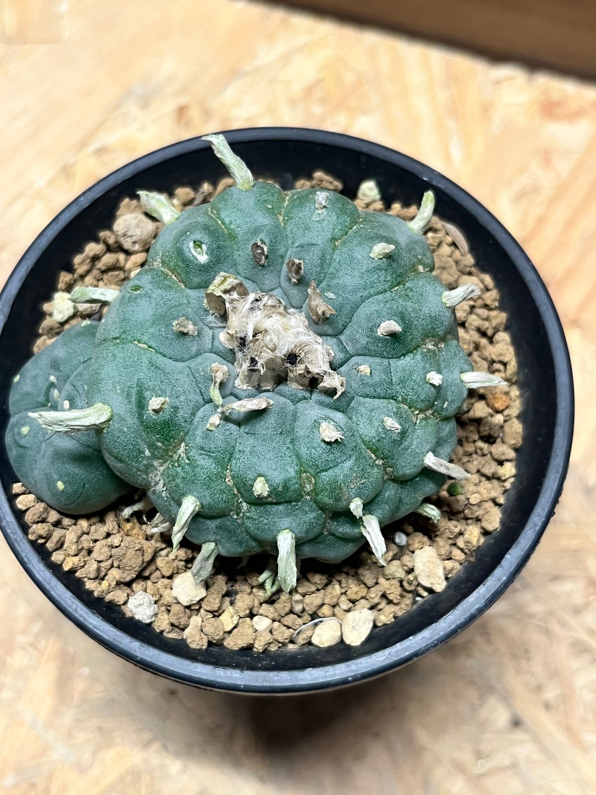 ロホホラ　ペンタゴナ 自根 ロフォフォラ ペンタゴナ | GREEN LUCK