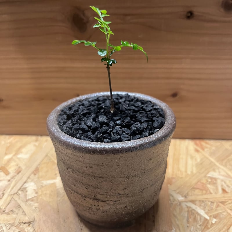 オペルクリカリア パキプス×伝市鉢 | GREEN LUCK