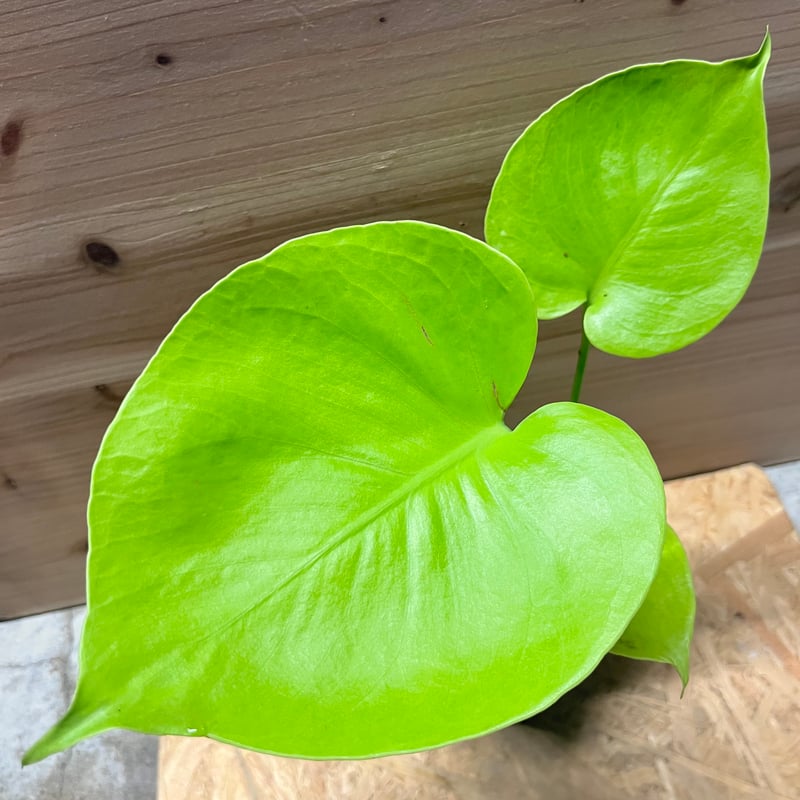 モンステラ デリシオーサ ゴールドリーフ | GREEN LUCK