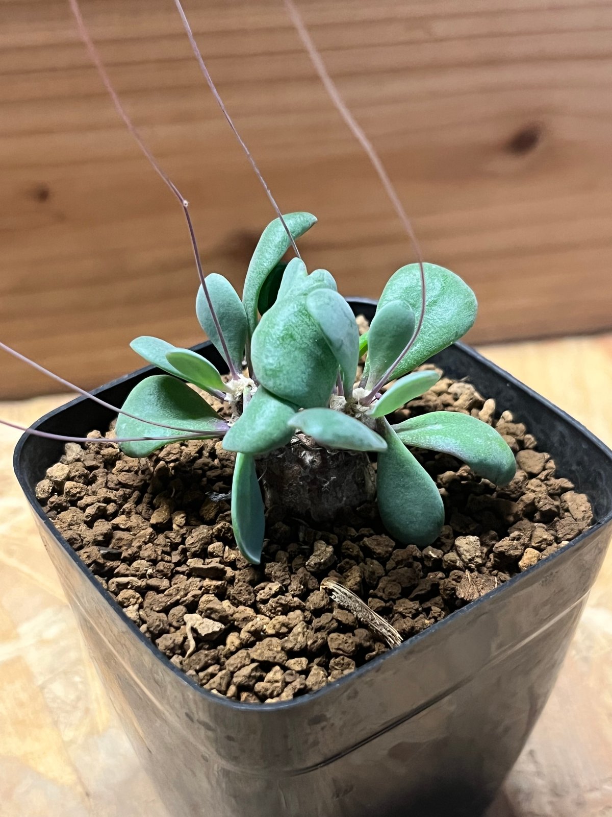 オトンナ ピグマエア | GREEN LUCK