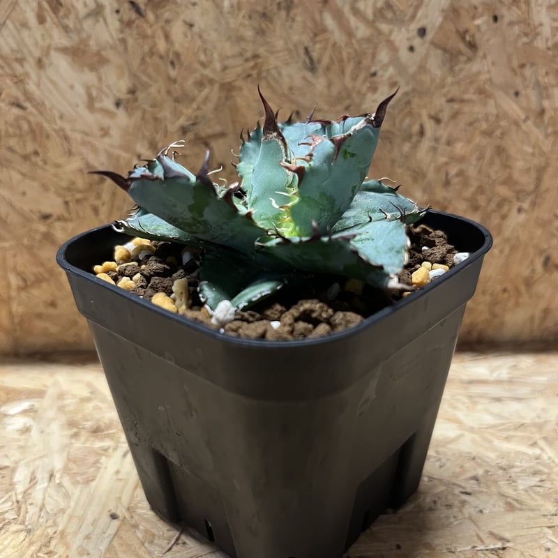 アガベ チタノタ ブラックアンドブルー | GREEN LUCK