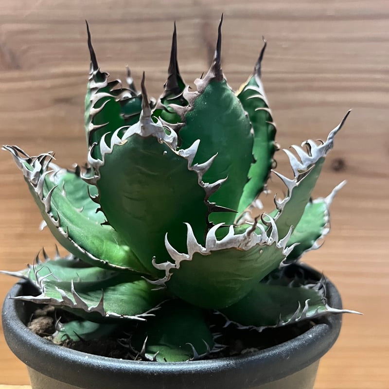 アガベ ホリダ | GREEN LUCK