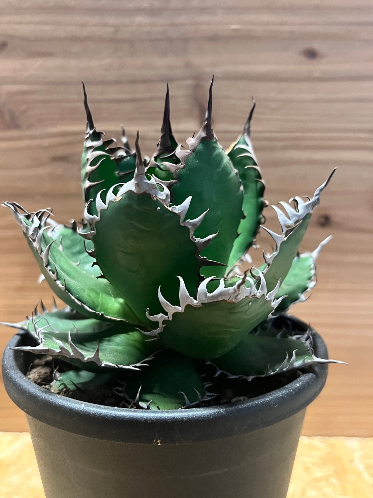 アガベ　ホリダ agave-horrida-32-05_1d1a0dbf-