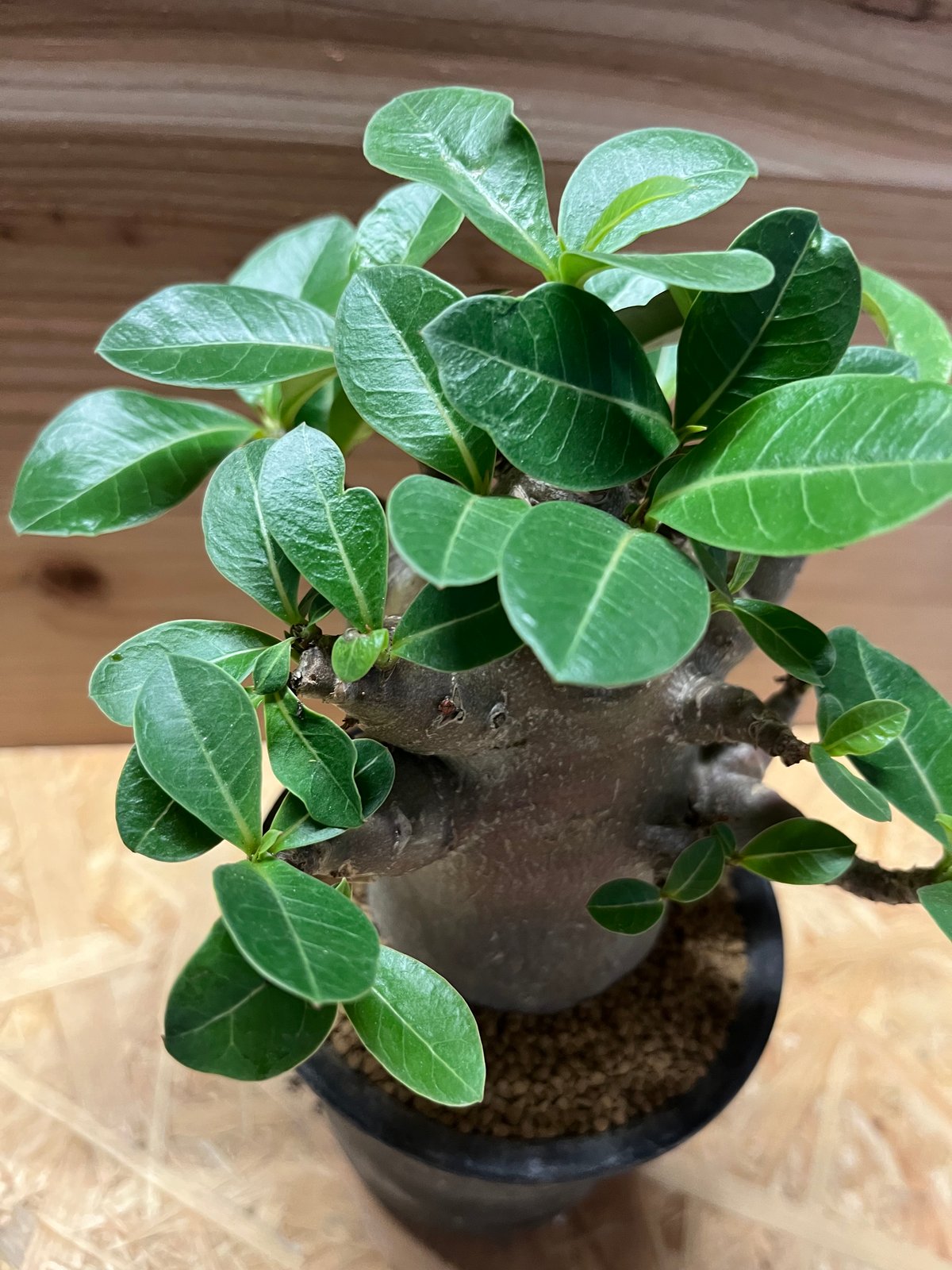 アデニウム ドワーフハイブリッド モンスター | GREEN LUCK