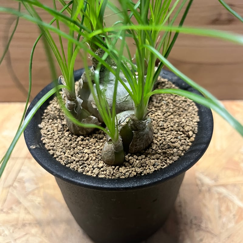 アルブカ フミリス | GREEN LUCK