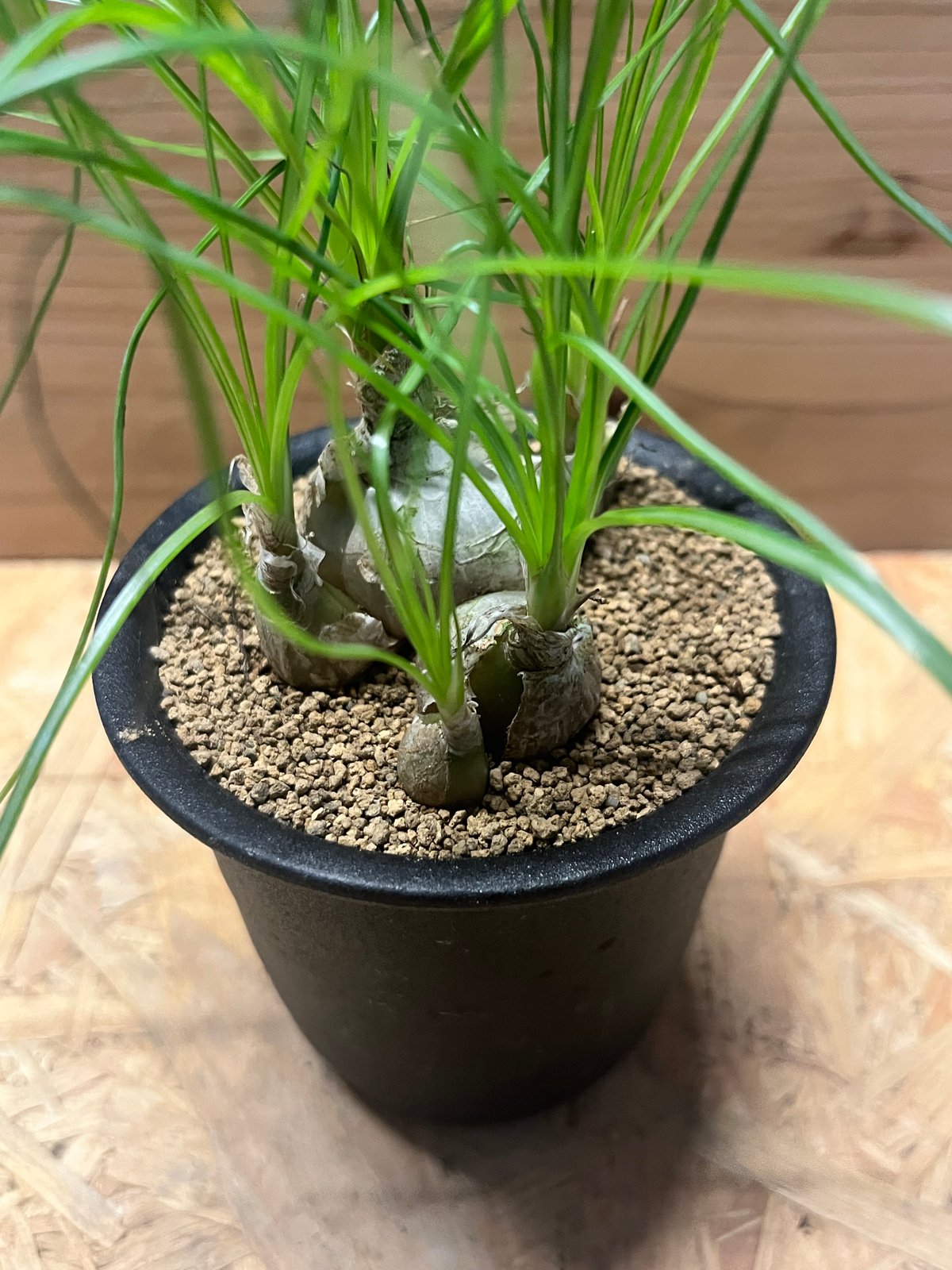 アルブカ フミリス | GREEN LUCK