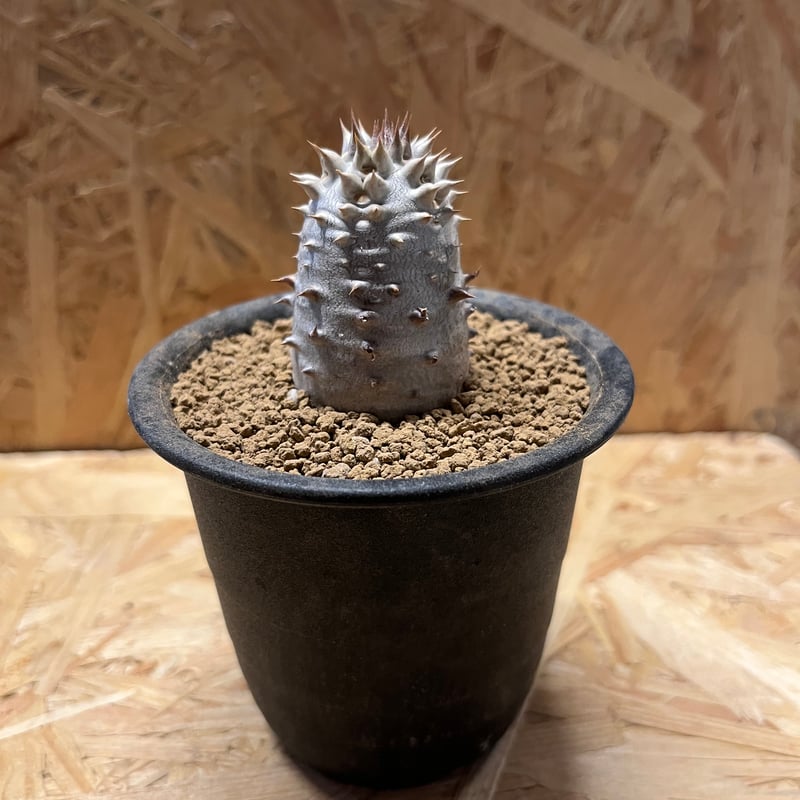 パキポディウム デンシフローラム | GREEN LUCK