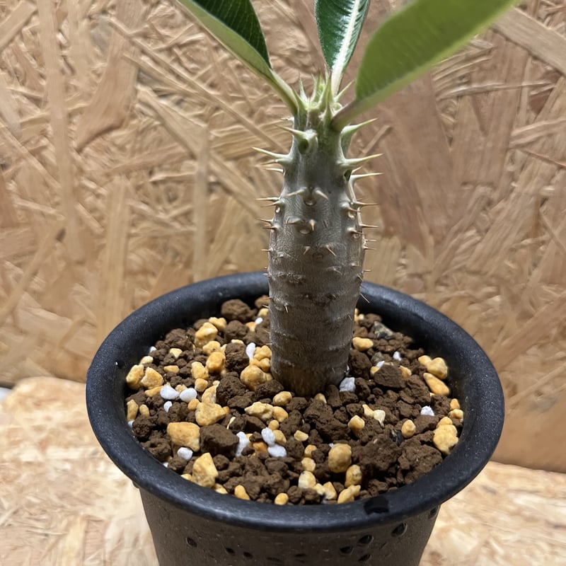 パキポディウム カクチペス | GREEN LUCK