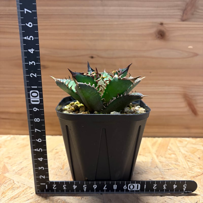 アガベ チタノタ 'レッドキャットウィーズル' | GREEN LUCK