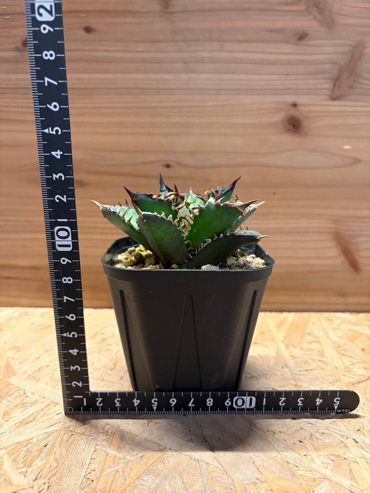 アガベ チタノタ 'レッドキャットウィーズル' | GREEN LUCK