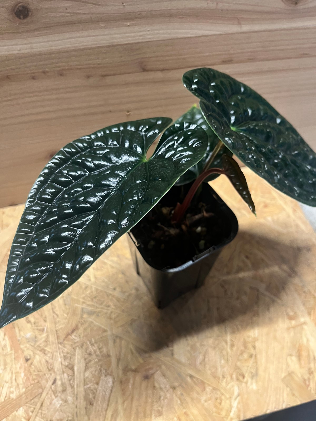 アンスリウム ルクスリアンス 'ブラック' | GREEN LUCK