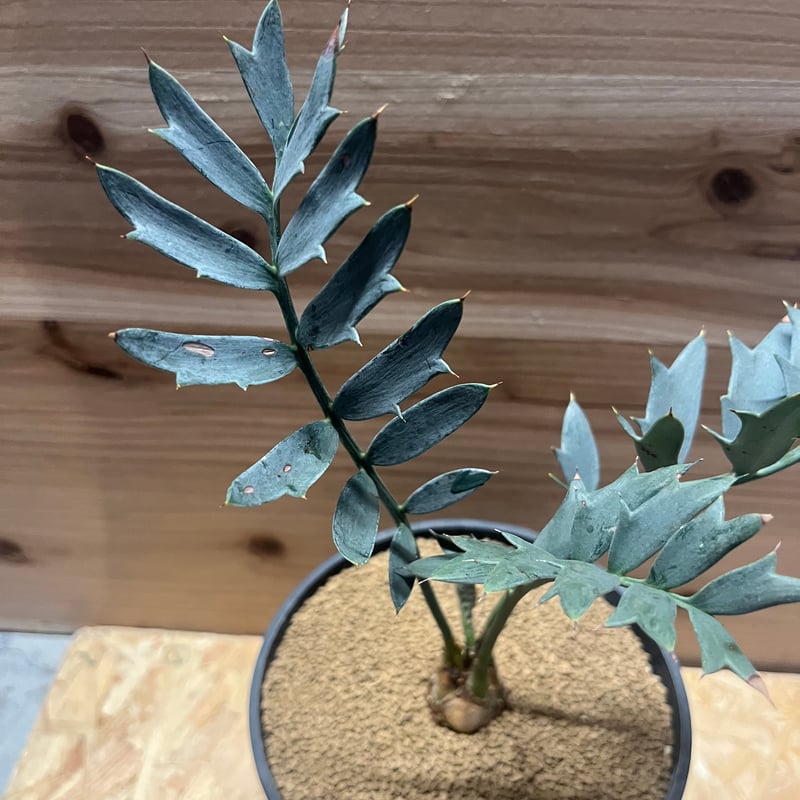 エンセファラルトス ホリダス | GREEN LUCK