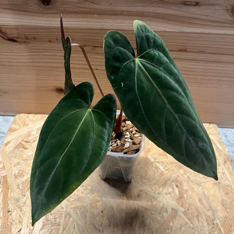 アンスリウム パピリラミナム | GREEN LUCK